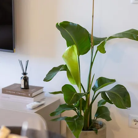 Ariela Znjan